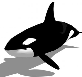 虎鲸动物SU模型下载_sketchup草图大师SKP模型