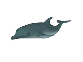 现代海豚动物sketchup模型下载_sketchup草图大师SKP模型