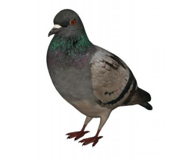 岩鸽动物SU模型下载_sketchup草图大师SKP模型