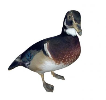 鸳鸯动物SU模型下载_sketchup草图大师SKP模型