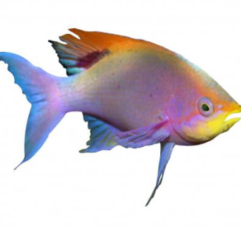 现代海洋鱼类SU模型下载_sketchup草图大师SKP模型