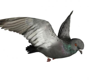 飞行的岩鸽SU模型下载_sketchup草图大师SKP模型