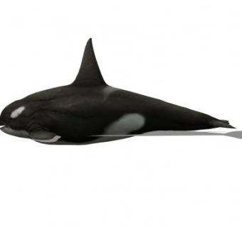 现代虎鲸SU模型下载_sketchup草图大师SKP模型