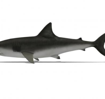 现代鲨鱼动物SU模型下载_sketchup草图大师SKP模型