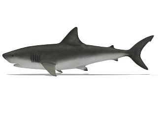 现代<em>鲨鱼</em>动物SU模型下载_sketchup草图大师SKP模型