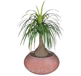 香蕉丝兰陶瓷盆栽SU模型下载_sketchup草图大师SKP模型