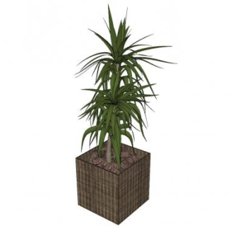 荷兰铁植物SU模型下载_sketchup草图大师SKP模型