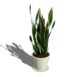 虎尾兰观赏盆栽下载_sketchup草图大师SKP模型