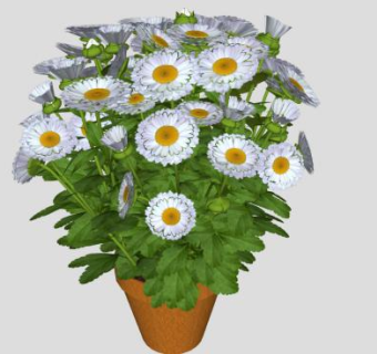 白菊盆栽SU模型下载_sketchup草图大师SKP模型