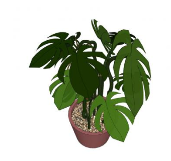 喜林芋盆栽植物SU模型下载_sketchup草图大师SKP模型