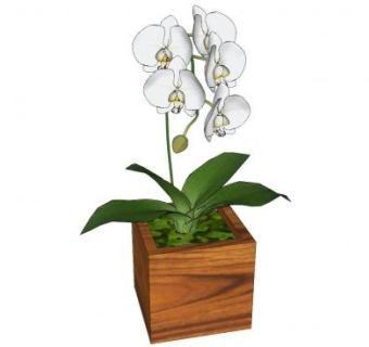 蝴蝶兰木盆栽SU模型下载_sketchup草图大师SKP模型