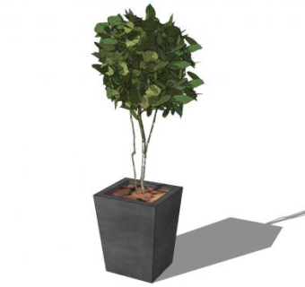 绿色山毛榉盆景SU模型下载_sketchup草图大师SKP模型