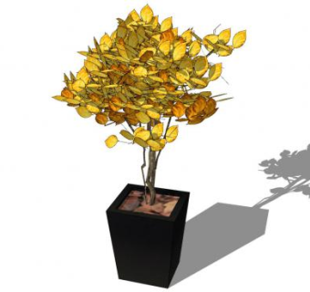 黄叶山毛榉盆景SU模型下载_sketchup草图大师SKP模型