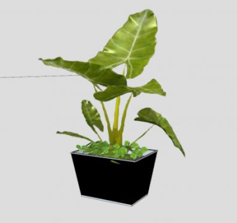 喜林芋黑色盆栽SU模型下载_sketchup草图大师SKP模型