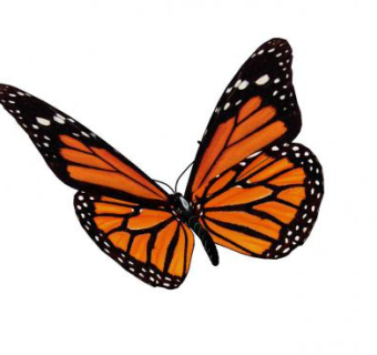 帝王蝴蝶SU模型下载_sketchup草图大师SKP模型