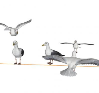 现代海鸥动物SU模型下载_sketchup草图大师SKP模型