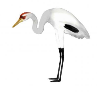 丹顶鹤SU模型下载_sketchup草图大师SKP模型