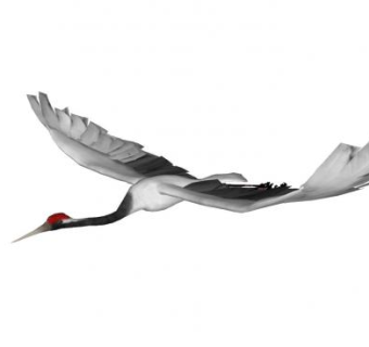飞行的丹顶鹤SU模型下载_sketchup草图大师SKP模型