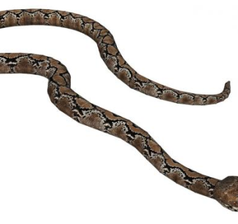 蟒蛇su模型下载_sketchup草图大师SKP模型