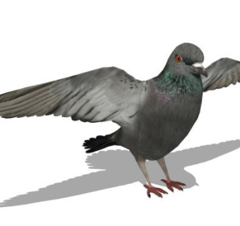展翅的鸽子SU模型下载_sketchup草图大师SKP模型