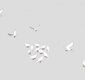 现代鸽子SU模型下载_sketchup草图大师SKP模型