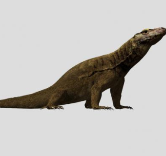 科莫多巨蜥动物SU模型下载_sketchup草图大师SKP模型