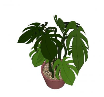 龟背竹陶瓷盆栽SU模型下载_sketchup草图大师SKP模型