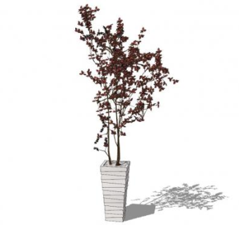 开花观赏树盆栽sketchup模型下载_sketchup草图大师SKP模型