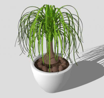 酒瓶兰盆栽SU模型下载_sketchup草图大师SKP模型