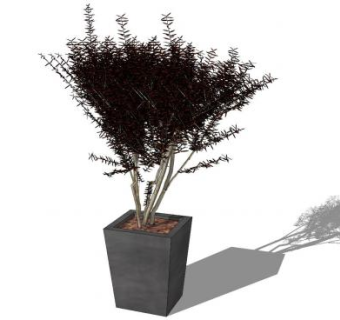观赏树盆栽植物sketchup模型下载_sketchup草图大师SKP模型