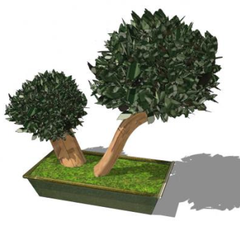 桉树盆景SU模型下载_sketchup草图大师SKP模型