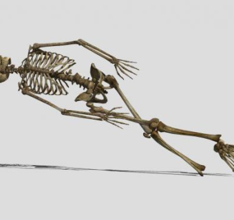 人形骷髅造型SU模型下载_sketchup草图大师SKP模型