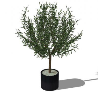 观赏乔木盆栽SU模型下载_sketchup草图大师SKP模型