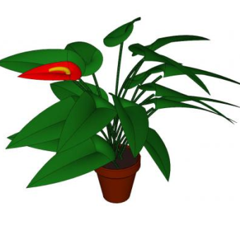 花烛盆栽SU模型下载_sketchup草图大师SKP模型