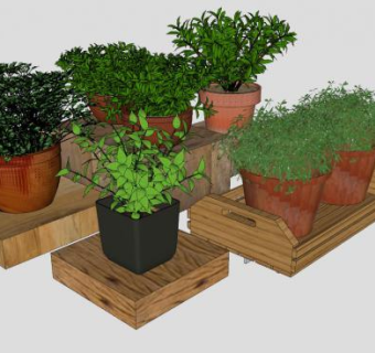 木盘盆栽SU模型下载_sketchup草图大师SKP模型