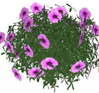 矮牵牛su模型下载_sketchup草图大师SKP模型