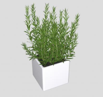 迷迭香盆栽SU模型下载_sketchup草图大师SKP模型