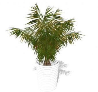 棕榈树盆栽SU模型下载_sketchup草图大师SKP模型