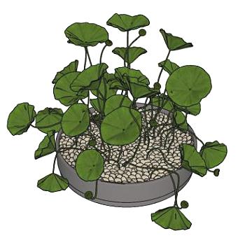 装饰植物SU模型下载_sketchup草图大师SKP模型