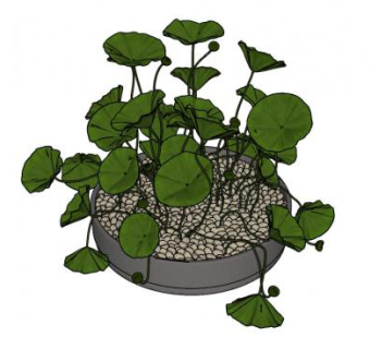 装饰植物SU模型下载_sketchup草图大师SKP模型