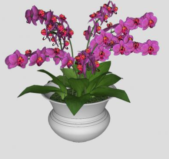 粉色蝴蝶兰盆景SU模型下载_sketchup草图大师SKP模型