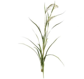 农作物二维SU模型下载_sketchup草图大师SKP模型