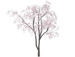 2D樱花树su模型下载_sketchup草图大师SKP模型