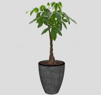 马拉巴栗盆栽SU模型下载_sketchup草图大师SKP模型