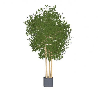 桦树盆栽SU模型下载_sketchup草图大师SKP模型