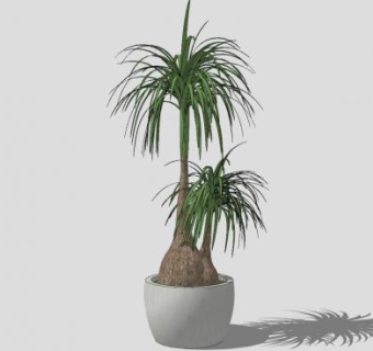 象脚丝兰盆栽sketchup模型下载_sketchup草图大师SKP模型