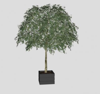 天然树木盆栽SU模型下载_sketchup草图大师SKP模型
