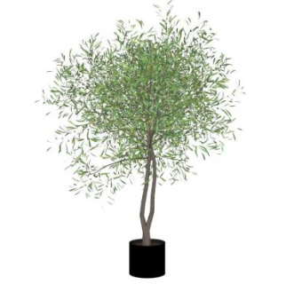 双树干橄榄树盆栽SU模型下载_sketchup草图大师SKP模型