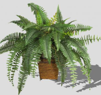波士顿蕨类盆栽SU模型下载_sketchup草图大师SKP模型