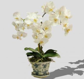 中式蝴蝶兰盆栽SU模型下载_sketchup草图大师SKP模型